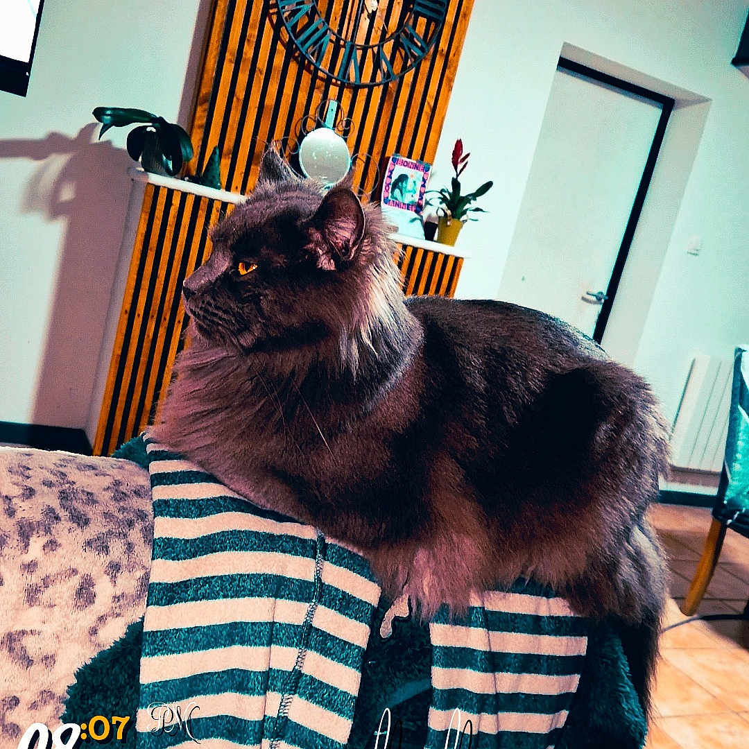 Udson participe au concours pour gagner de l'argent avec cette photo : animal, architecture, building, cat, chair, clothing, computerhardware, couch, electronics, furniture, hardware, hardwood, indoors, interiordesign, livingroom, monitor, pet, room, screen, wood
