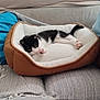 Oby-Wan a rejoint le concours — aidez-le/la à gagner de superbes lots ! animal, black_and_white, blanket, cat, comfort, couch, cozy, cute, feline, fur, home, indoor, kitten, living_room, paw, pet_bed, relaxing, soft, stretching, textured_fabric
