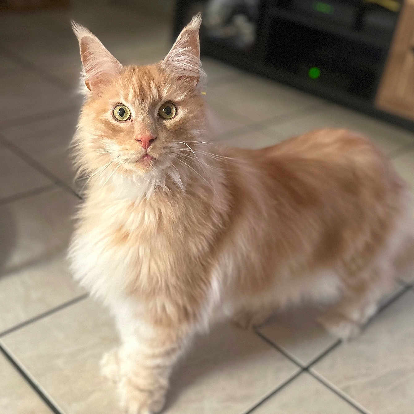 Reggie a rejoint le concours — aidez-le/la à gagner de superbes lots ! abyssinian, angora, animal, cat, furniture, hardwood, indoors, interiordesign, kitten, manx, pet, plywood, siamese, wood