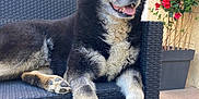 Tonnerre participe au concours pour gagner de l'argent avec cette photo : animal, black_and_white, blue_eyes, canine, dog, flower_pot, fur, garden, happy, home, husky, outdoor, panting, patio, pet, plant, red_flowers, relaxed, sitting, wicker_chair