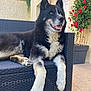animal, black_and_white, blue_eyes, canine, dog, flower_pot, fur, garden, happy, home, husky, outdoor, panting, patio, pet, plant, red_flowers, relaxed, sitting, wicker_chair