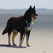 Tonnerre participe au concours pour gagner de l'argent avec cette photo : animal, beach, black_dog, blue_eyes, canine, collar, daytime, dog, ears, fur, happy, leash, muzzle, nature, outdoor, panting, pet, sand, standing, sunlight