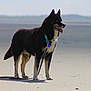 animal, beach, black_dog, blue_eyes, canine, collar, daytime, dog, ears, fur, happy, leash, muzzle, nature, outdoor, panting, pet, sand, standing, sunlight