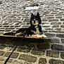 Tonnerre participe au concours pour gagner de l'argent avec cette photo : animal, blue_eyes, calm, canine, collar, daylight, dog, fur, husky, leash, nature, outdoor, pet, quiet, relaxed, resting, sand, stone_wall, watchful, wooden_plank