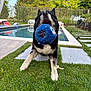 Tonnerre participe au concours pour gagner de l'argent avec cette photo : animal, backyard, ball, canine, catching, daylight, dog, fun, garden, grass, greenery, happy, nature, outdoor, pet, playful, pool, recreation, summer, toy