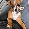 Lyzzie a rejoint le concours — aidez-le/la à gagner de superbes lots ! brown_fur, closeup, clothing, cute, dog, funny_expression, grey_pants, home, indoor, lap, legs, nose, paw, person, pet, playful, puppy, striped_strap, tongue, white_markings
