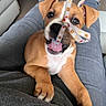 animal, brown_fur, candid, chewing, cute, dog, ears, grey_pants, indoor, lap, person, pet, playful, puppy, ribbon, snout, tied, tongue, white_chest, young_dog
