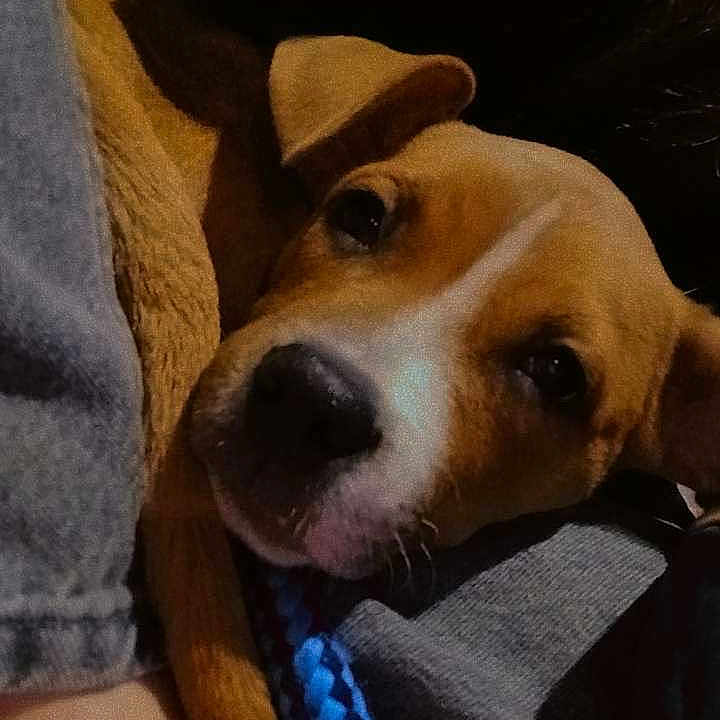 Lyzzie