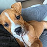 Lyzzie a rejoint le concours — aidez-le/la à gagner de superbes lots ! animal, casual, close_up, clothing, couch, curious, cute, dog, ears, eyes, friendly, fur, home, indoor, pet, playing, puppy, string, tugging, young