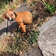 Lyzzie participe au concours pour gagner de l'argent avec cette photo : animal, brown_dog, collar, concrete, curious, cute, daylight, dog, dry_grass, grass, nature, outdoor, pet, puppy, shadow, sidewalk, sitting, small_dog, sunlight, young_dog