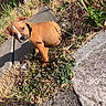 animal, brown_dog, collar, concrete, curious, cute, daylight, dog, dry_grass, grass, nature, outdoor, pet, puppy, shadow, sidewalk, sitting, small_dog, sunlight, young_dog