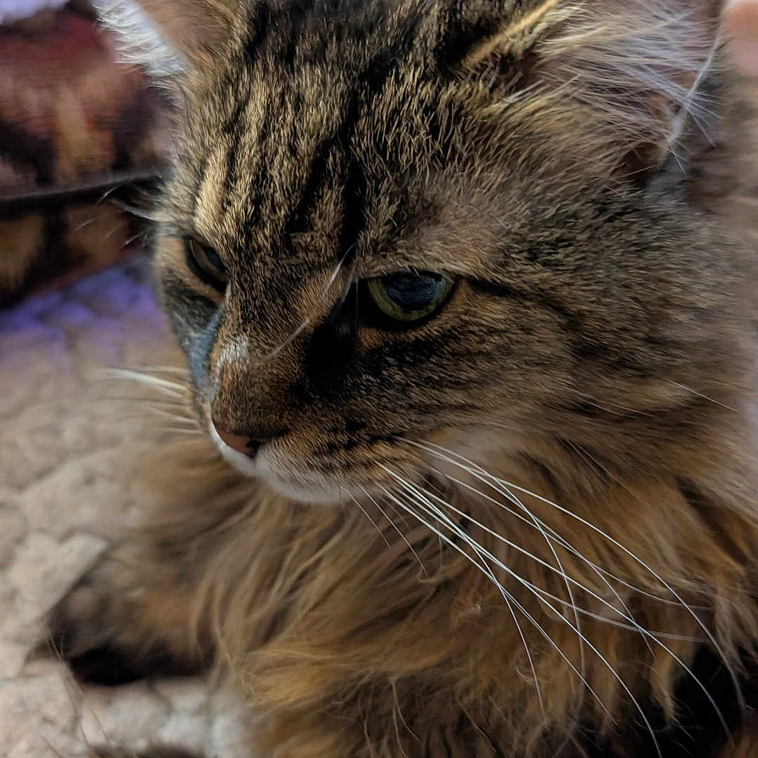 Bella is registered to the contest to win money with this photo: animal, cat, close_up, cozy, cute, domestic_animal, ear, face, feline, fluffy, fur, indoor, lying_down, mammal, pet, portrait, relaxed, soft, tabby, whiskers