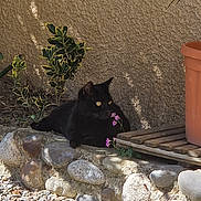 Guizmo a rejoint le concours — aidez-le/la à gagner de superbes lots ! black_cat, cat, animal, outdoor, garden, plants, stone_ledge, terracotta_pot, sunlight, shadow, flowers, nature, pet, relaxing, curious, small_plants, rock, ground, daylight, resting