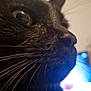 Guizmo participe au concours pour gagner de l'argent avec cette photo : cat, black_cat, close_up, whiskers, nose, face, pet, animal, indoor, curious, eyes, feline, soft_light, blurred_background, domestic_cat, portrait, mammal, focus, side_view, closeup