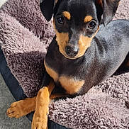 Rita a rejoint le concours — aidez-le/la à gagner de superbes lots ! dog, puppy, pet, small_dog, black_and_tan, cute, portrait, bed, blanket, plush_bed, fur, paws, eyes, nose, ears, indoor, resting, relaxed, canine, domestic_animal