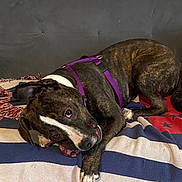 Emma joined the competition — help win amazing prizes! dog, brindle, purple_harness, chewing, toy, blanket, striped_blanket, playful, pet, canine, indoor, resting, paw, snout, ears, fur, animal, domestic_animal, cute, relaxed