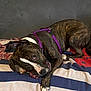 dog, brindle, purple_harness, chewing, toy, blanket, striped_blanket, playful, pet, canine, indoor, resting, paw, snout, ears, fur, animal, domestic_animal, cute, relaxed