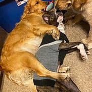 Emma is registered to the contest to win money with this photo: animal, brindle_dog, canine, carpet, close_up, companionship, cuddle, cute, dog, dog_sweater, friendship, fur, golden_retriever, indoor, lying_down, mammal, pets, playful, resting, toy