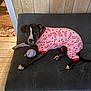 animal, ball, black_dog, casual, couch, cozy, cute, dog, home_interior, indoor, looking_at_camera, pajamas, pet, pink_clothing, relaxed, resting, toy, white_markings, wooden_floor, wooden_wall