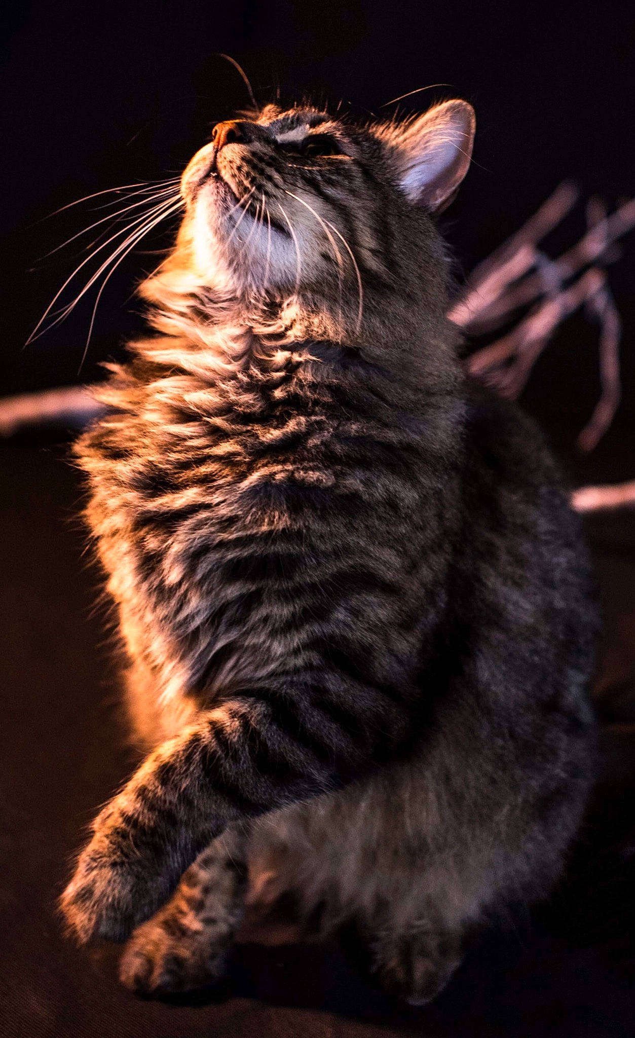 Mr Daddy Bear joined the competition — help win amazing prizes! american_curl, asian, carnivore, cat, claw, darkness, domestic_short_haired_cat, dragon_li, european_shorthair, felidae, fur, mammal, nebelung, norwegian_forest_cat, pixie_bob, small_to_medium_sized_cats, snout, tabby_cat, whiskers, wild_cat