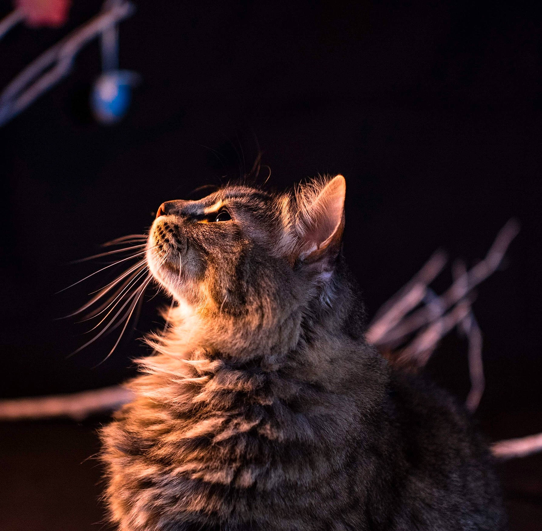 Mr Daddy Bear joined the competition — help win amazing prizes! american_bobtail, american_curl, asian, california_spangled, carnivore, cat, claw, darkness, dragon_li, european_shorthair, felidae, fur, kitten, norwegian_forest_cat, pixie_bob, small_to_medium_sized_cats, snout, tabby_cat, whiskers, wild_cat