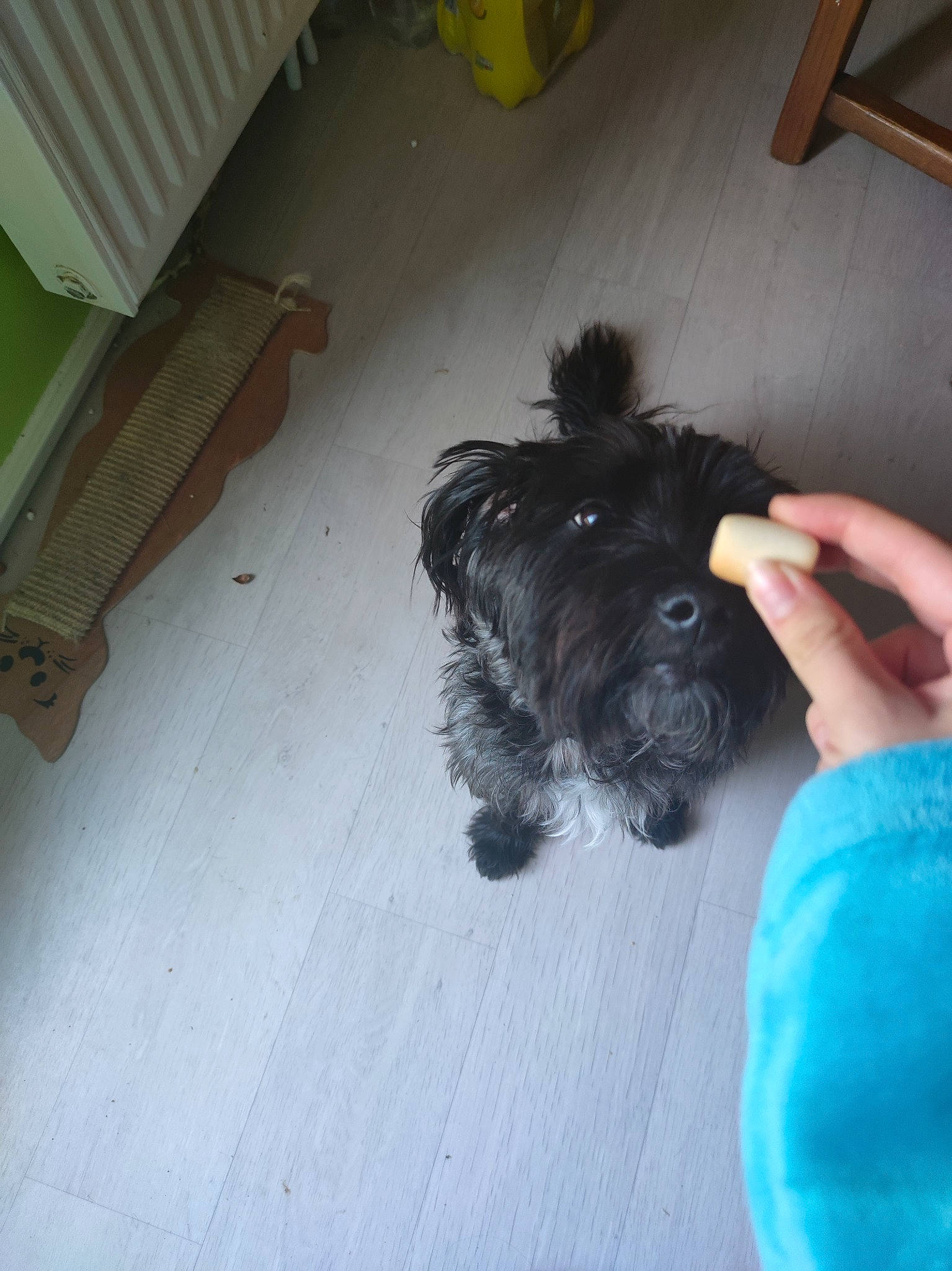 Porto participe au concours pour gagner de l'argent avec cette photo : canidae, carnivore, comfort, companion_dog, dog, dog_breed, dog_supply, electric_blue, flooring, fur, hardwood, liver, poodle_crossbreed, small_terrier, sporting_group, tail, terrier, toy_dog, wood, working_animal