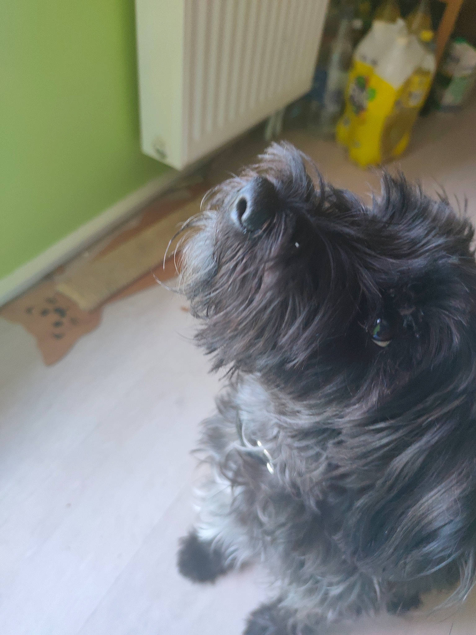 Porto a rejoint le concours — aidez-le/la à gagner de superbes lots ! canidae, carnivore, companion_dog, dog, dog_breed, ear, eye, fur, hardwood, liver, maltepoo, shih_tzu, small_terrier, snout, sporting_group, terrier, toy_dog, whiskers, wood, working_animal