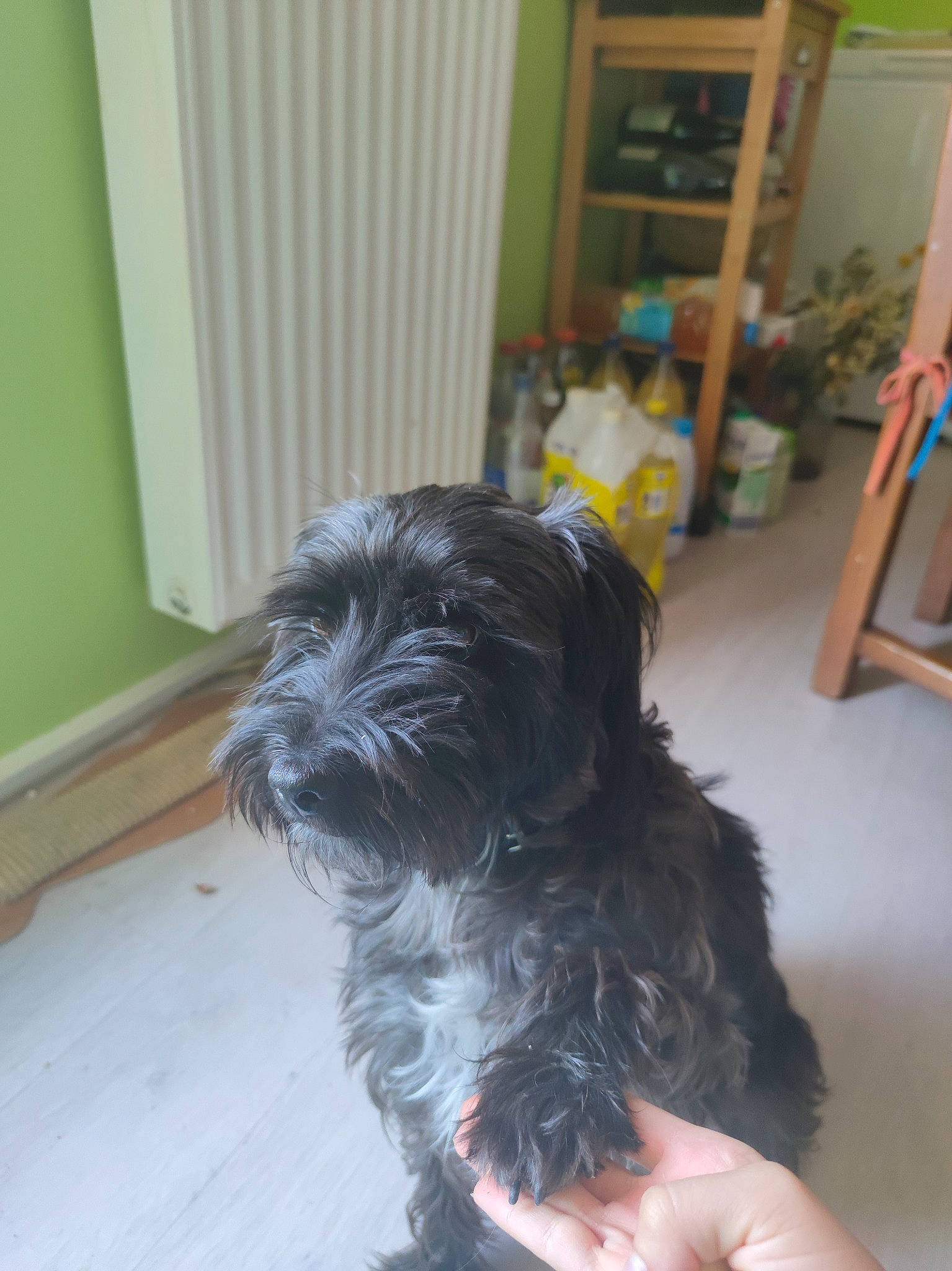 Porto a rejoint le concours — aidez-le/la à gagner de superbes lots ! canidae, carnivore, chair, companion_dog, curtain, dog, dog_breed, flooring, fur, liver, non_sporting_group, schnauzer, shelf, small_terrier, snout, sporting_group, terrier, toy_dog, water_dog, working_animal