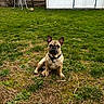 Boubou participe au concours pour gagner de l'argent avec cette photo : french_bulldog, dog, grass, yard, garden, outdoor, pet, animal, building, shed, door, window, ladder, collar, grass_patch, nature, green, brown, daytime, waiting