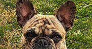 Boubou a rejoint le concours — aidez-le/la à gagner de superbes lots ! dog, french_bulldog, pet, animal, close_up, outdoor, grass, collar, ears, face, portrait, canine, mammal, cute, fur, brown, black, leash, tag, nature