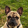 animal, black, brown, canine, close_up, collar, cute, dog, ears, face, french_bulldog, fur, grass, leash, mammal, nature, outdoor, pet, portrait, tag