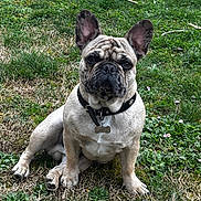Boubou participe au concours pour gagner de l'argent avec cette photo : dog, french_bulldog, pet, animal, outdoor, grass, collar, tag, sitting, ears, face, canine, nature, greenery, small_flowers, fur, cute, portrait, daylight, backyard