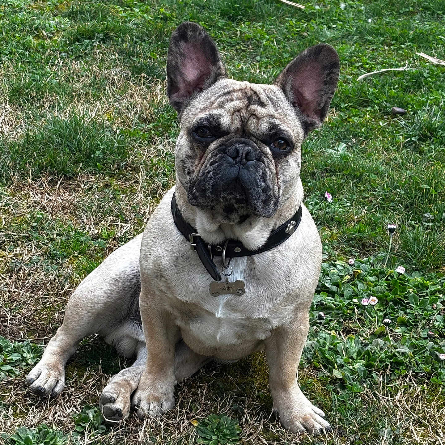Boubou participe au concours pour gagner de l'argent avec cette photo : dog, french_bulldog, pet, animal, outdoor, grass, collar, tag, sitting, ears, face, canine, nature, greenery, small_flowers, fur, cute, portrait, daylight, backyard