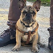 Aston participe au concours pour gagner de l'argent avec cette photo : dog, french_bulldog, puppy, brown_harness, collar, leash, person, pants, sneakers, outdoor, gravel_path, grass, pet, animal, cute, sitting, portrait, closeup, daylight, nature