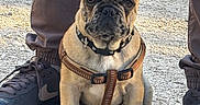 Aston participe au concours pour gagner de l'argent avec cette photo : animal, brown_harness, closeup, collar, cute, daylight, dog, french_bulldog, grass, gravel_path, leash, nature, outdoor, pants, person, pet, portrait, puppy, sitting, sneakers
