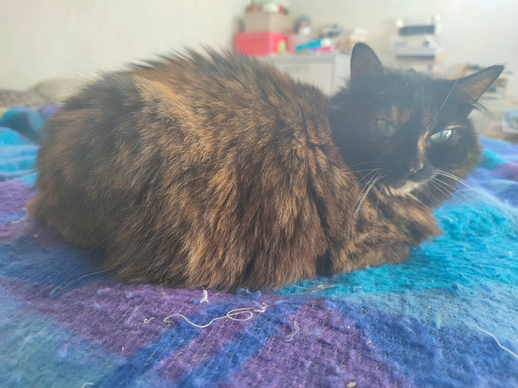 Mia participe au concours pour gagner de l'argent avec cette photo : black_cat, carnivore, cat, claw, comfort, domestic_short_haired_cat, electric_blue, felidae, fur, grass, grey, small_to_medium_sized_cats, snout, tail, terrestrial_animal, whiskers