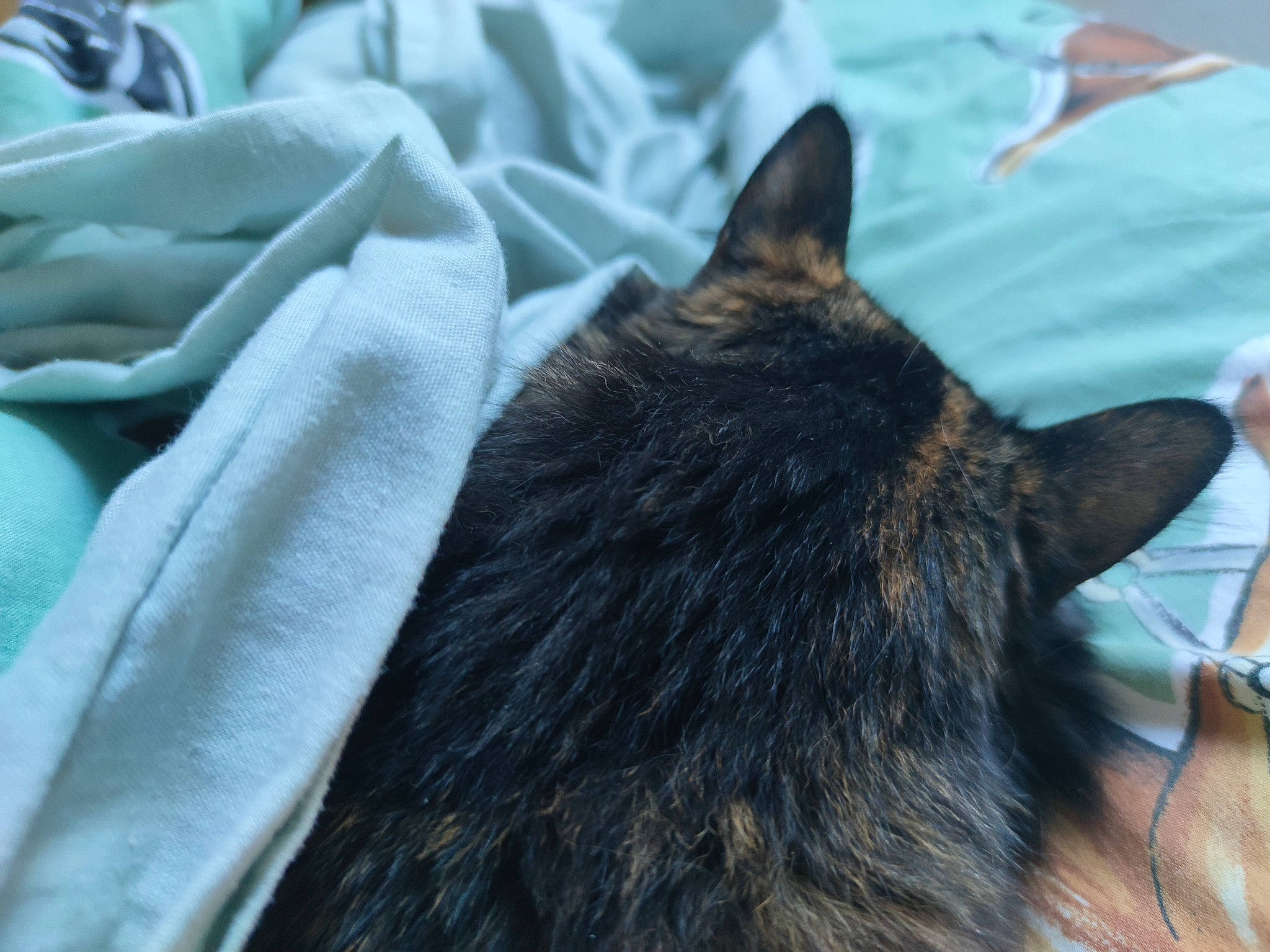 Mia a rejoint le concours — aidez-le/la à gagner de superbes lots ! black_cat, canidae, carnivore, cat, claw, comfort, dog_breed, domestic_short_haired_cat, fawn, felidae, fur, gesture, small_to_medium_sized_cats, snout, sporting_group, tail, tree, water, whiskers, working_animal