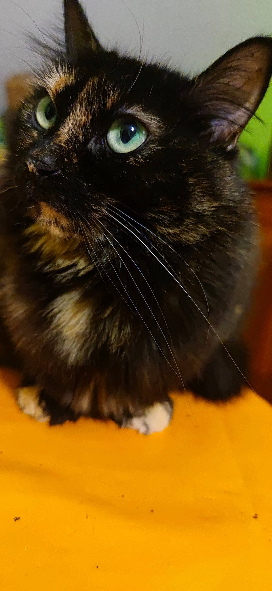 Mia a rejoint le concours — aidez-le/la à gagner de superbes lots ! black_cat, bombay, carnivore, cat, claw, domestic_short_haired_cat, electric_blue, fawn, felidae, fur, grass, iris, paw, small_to_medium_sized_cats, snout, tail, terrestrial_animal, whiskers