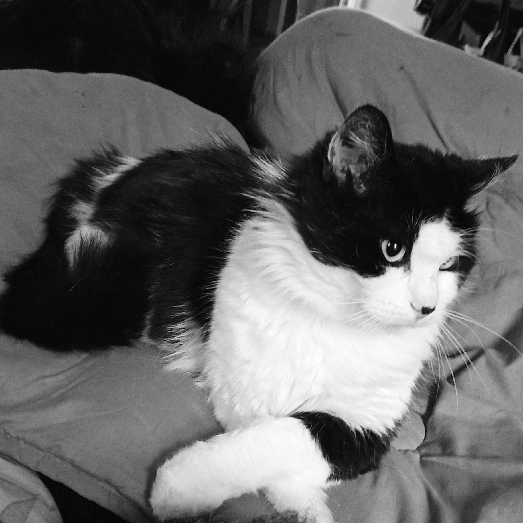 Tequito participe au concours pour gagner de l'argent avec cette photo : animal, black_and_white, blanket, cat, comfortable, cute, domestic, ears, face, feline, fur, indoor, lying_down, mammal, paw, pet, relaxed, resting, sleepy, whiskers