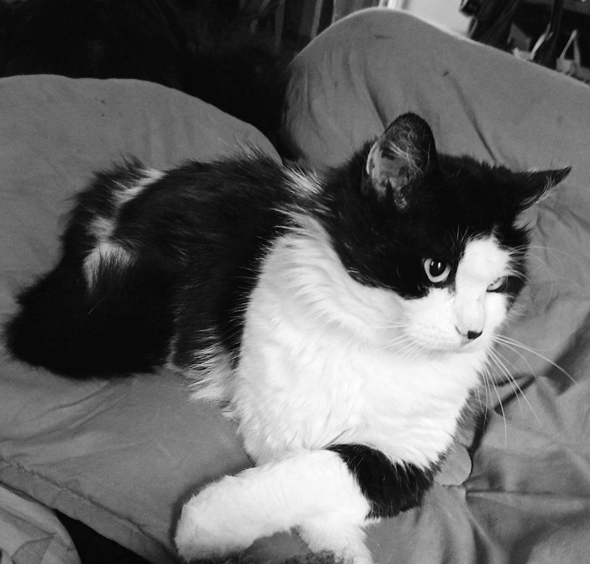 Tequito participe au concours pour gagner de l'argent avec cette photo : cat, black_and_white, fur, animal, pet, whiskers, relaxed, indoor, blanket, resting, cute, mammal, face, ears, paw, domestic, sleepy, feline, comfortable, lying_down