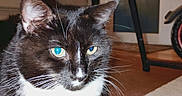 Ce-ay-tee is registered to the contest to win money with this photo: cat, tuxedo_cat, black_and_white, pet, animal, feline, blue_eyes, green_eyes, whiskers, ears, fur, close_up, portrait, indoor, home, hardwood_floor, chair, sitting, alert, cute