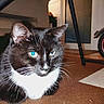 cat, tuxedo_cat, black_and_white, pet, animal, feline, blue_eyes, green_eyes, whiskers, ears, fur, close_up, portrait, indoor, home, hardwood_floor, chair, sitting, alert, cute