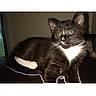 cat, tuxedo_cat, black_and_white, kitten, pet, animal, portrait, sitting, indoors, whiskers, green_eyes, pointed_ears, fur, white_chest, white_paws, yarn, dark_background, phone_screenshot, gallery_interface, household_pet