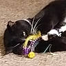 cat, black_cat, pet, animal, feline, whiskers, ears, eyes, fur, toy, feather_toy, colorful, playful, lying_down, indoor, carpet, close_up, portrait, mischief, house_pet