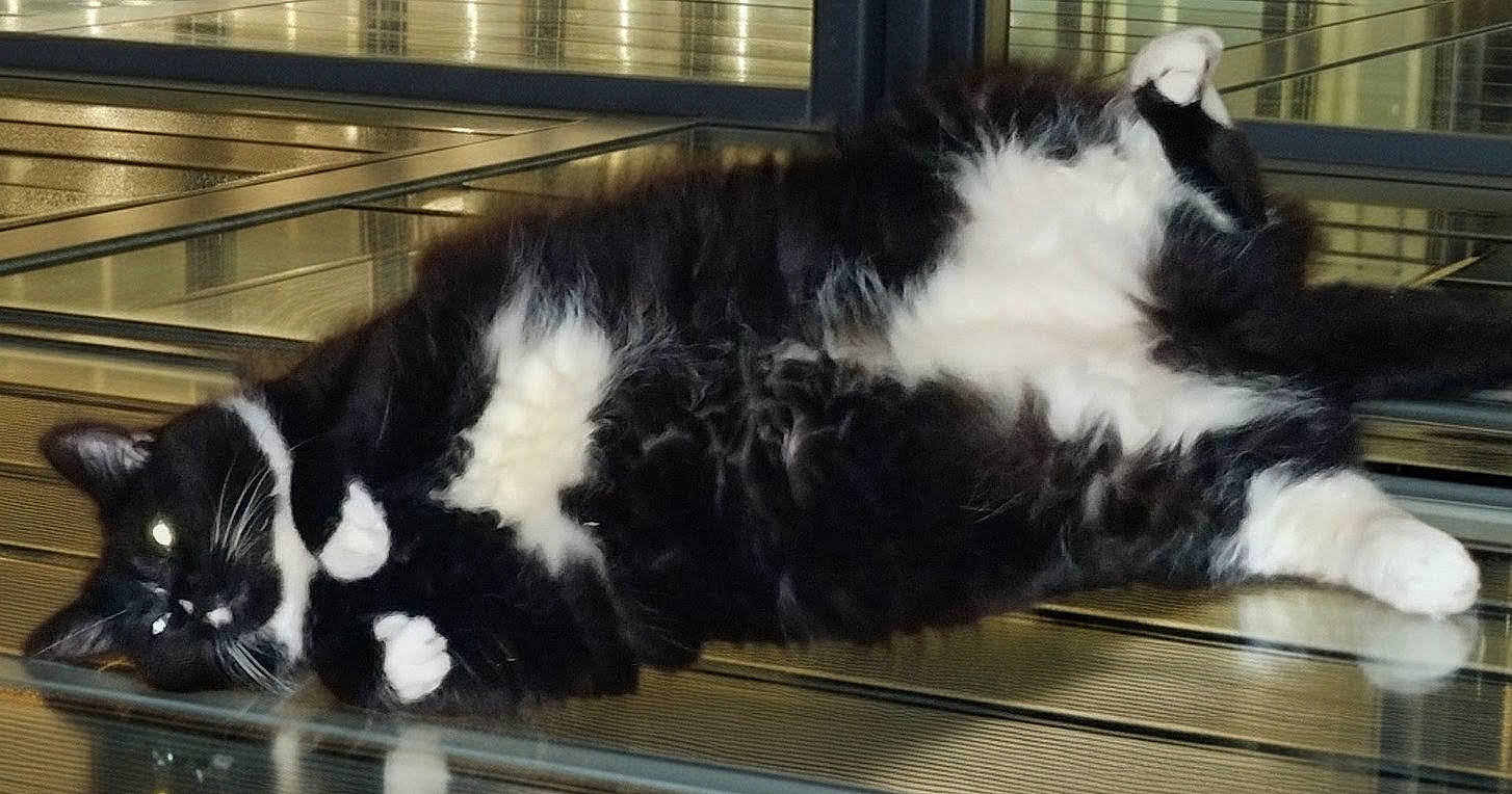 Ce-ay-tee joined the competition — help win amazing prizes! architecture, belly_up, black_and_white, cat, eyes, fluffy, glass_surface, horizontal_lines, indoor, longhaired, lying_down, metal, paws, pet, playful, reflection, relaxed, sleepy, whiskers, windows