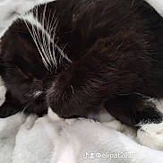 Ce-ay-tee joined the competition — help win amazing prizes! cat, black_and_white, sleeping, curled_up, whiskers, fur, paws, pink_nose, white_blanket, bed, cozy, resting, domestic_animal, pet, close_up, indoor, soft_texture, relaxed, tuxedo_cat, watermark