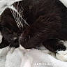 cat, black_and_white, sleeping, curled_up, whiskers, fur, paws, pink_nose, white_blanket, bed, cozy, resting, domestic_animal, pet, close_up, indoor, soft_texture, relaxed, tuxedo_cat, watermark