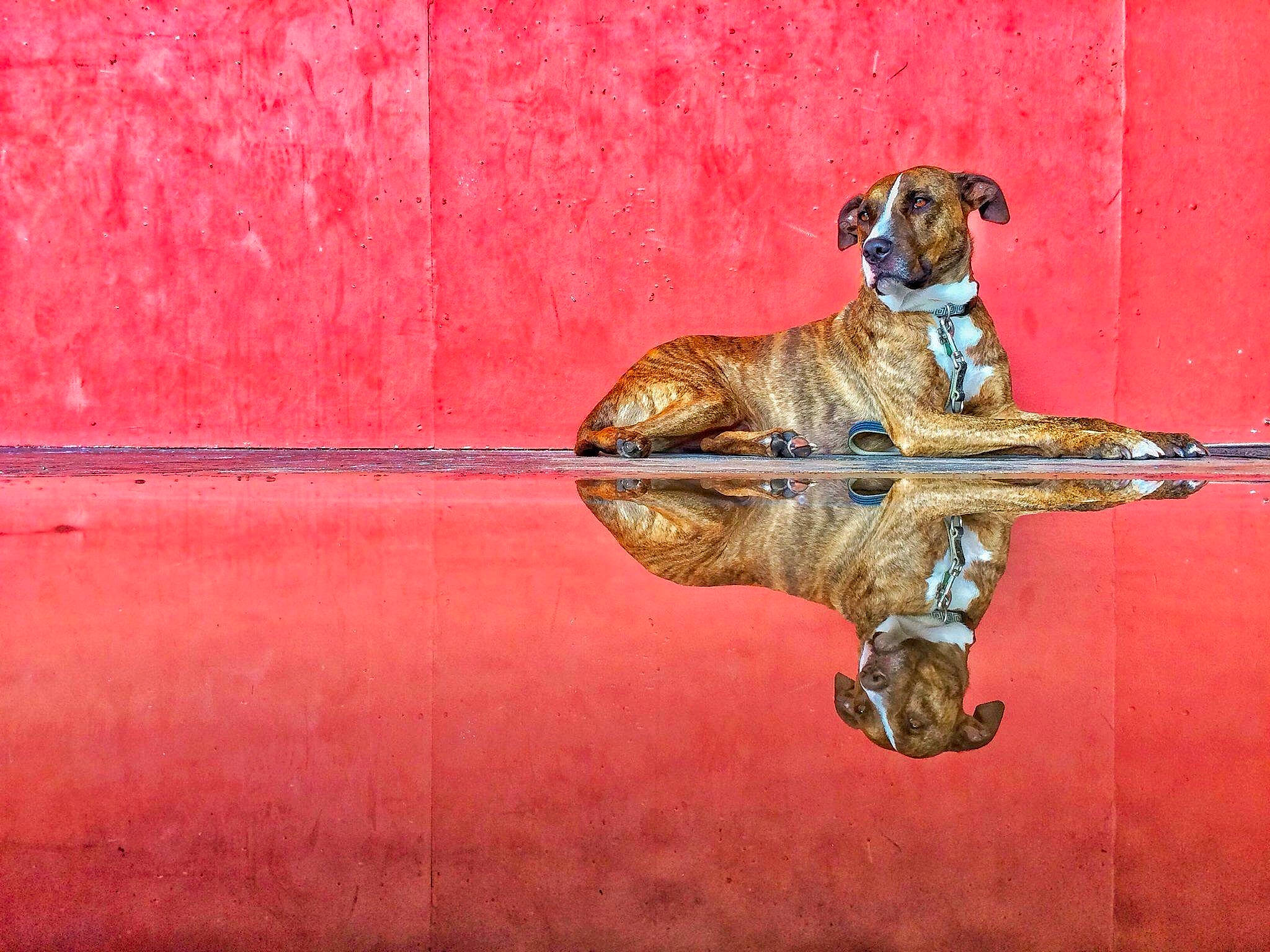 Jonah is registered to the contest to win money with this photo: art, bicycle_handlebar, canidae, carnivore, companion_dog, dog, dog_breed, door_handle, fawn, flooring, hardwood, metal, rectangle, religious_item, snout, sporting_group, still_life_photography, tail, wood, working_animal