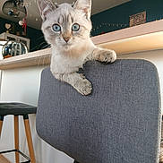 Vanille a rejoint le concours — aidez-le/la à gagner de superbes lots ! animal, blue_eyes, cat, chair, curious, cute, decor, domestic_cat, furniture, gray, home, indoor, interior, kitchen, kitten, looking, modern, paws, pet, wooden_legs