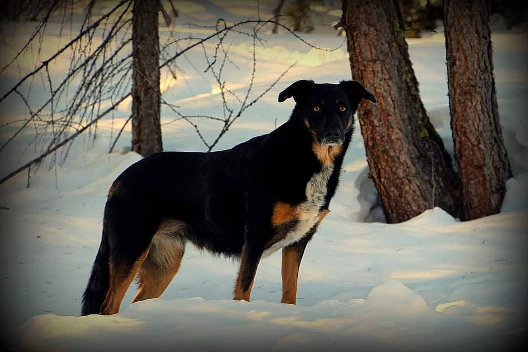 Jeera participe au concours pour gagner de l'argent avec cette photo : ancient_dog_breeds, canidae, carnivore, companion_dog, dog, dog_breed, freezing, guard_dog, hunting_dog, snout, snow, tail, terrestrial_animal, tree, twig, winter, working_animal, working_dog